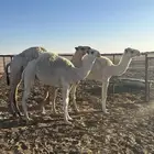 حشو للبيع العدد 3 كما في الصور ما عليهن سوم