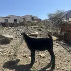 مشروع فحل