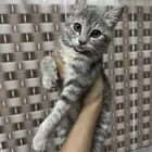 قطة للتبني بسة