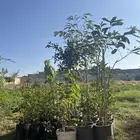 شتلات انواع مثمره