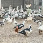 بط مصري بشاير