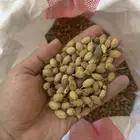 بذور النيم