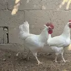 ديكه بيض ابيض صافي وجرمه كبير