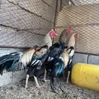 دجاج باكستاني