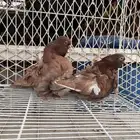 حمام كشكي للبيع مستويات طيبه