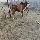 بقره للبيع