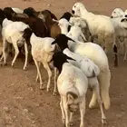 برابر وسواكن مرابي