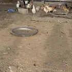 دجاج بلدي بياض