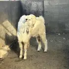 ثني شامي ابيض  طيب بالحيل