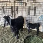 عنز عارضيه السن تامه معها تيس شقا