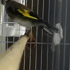 ذكر  حسون سوري