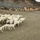 ضان ولد وحلال مقنوي