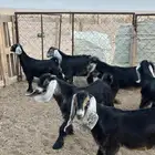 تيوس وجفرات طيبه
