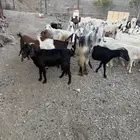 غنم للبيع مراح واحد