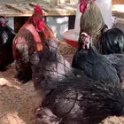 صوص صيصان دجاج كوشن امريكي خوارج فاخر