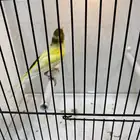 كناري روسي تغريد العمر سنه