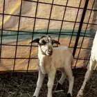 شياة رفيدي مواليد