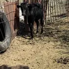 حسلان للبيع