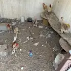 دجاج بلدي للبيع على سوم
