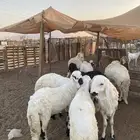 سواكن فل شحم مقفلة