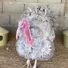 ديوك رومي يوجد ذبح