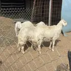 طليان جذعان فل شحم