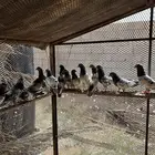 حمام هندي طيار