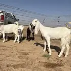 القصيم غرب بريده