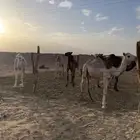 قعدان للبيع