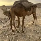 قعود