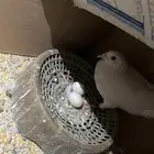 حمام للبيع زاجل وقلاب معهن بيض