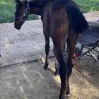 مهر كفو وله مستقبل