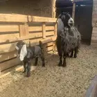 عنز عارضية طيبة سدس معه تيس