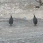 دجاج حبشي