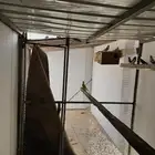طيور حب