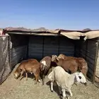 سواكن جذعان