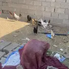 دجاج لبيع العد 8 دجاج و ديكن