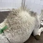 حاشي بلدي لباني مشروط عمره(6)اشهر مسحوب من أمه امس والحم تح