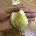 كناري انثه