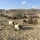 معزا دهم مراح واحد