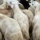 كباشه بلدي شرط