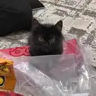 ابي اتبنى قط اسود