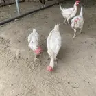 دجاج للبيع