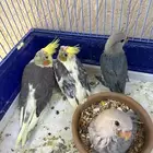 للبيع طيور كروان والروز اليفه مفطومه نهايه غر بعضها