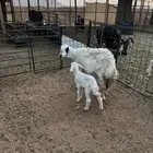 شاه متبع
