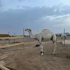 قعود علياني لقي