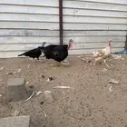 دجاج رومي للبيع