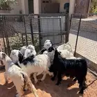 تيوس وجفار للبيع