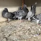 طبات زاجل سباق