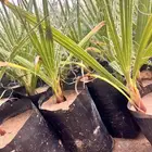 نخل واشنطنونيا ب 33 هلله فقط